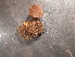 (Molgula siphonalis - BGE_00347_D04)  @11 [ ] by-nc-sa (2025) Unspecified University of Oslo, Natural History Museum