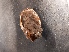  (Styela gelatinosa - BGE_00347_H08)  @11 [ ] by-nc-sa (2025) Unspecified University of Oslo, Natural History Museum
