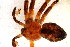  (Philodromus splendens - BGE_00359_B12)  @11 [ ] by-nc-sa (2025) Unspecified University Museum of Bergen