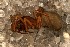  ( - BGE_00360_D09)  @11 [ ] by-nc-sa (2024) Unspecified University of Oslo, Natural History Museum