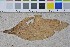  (Exobasidiomycetes - BGE_00349_B07)  @11 [ ] by-nc-sa (2025) Unspecified University of Oslo, Natural History Museum