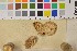  (Lycoperdon norvegicum - BGE_00349_D07)  @11 [ ] by-nc-sa (2025) Unspecified University of Oslo, Natural History Museum