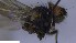  ( - NHMO-ENT-246659)  @11 [ ] by-nc-sa (2023) Unspecified University of Oslo, Natural History Museum