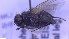  ( - NHMO-ENT-51945)  @11 [ ] by-nc-sa (2023) Unspecified University of Oslo, Natural History Museum