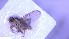  ( - NHMO-ENT-25885)  @11 [ ] by-nc-sa (2023) Unspecified University of Oslo, Natural History Museum