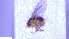  (Gaurax fascipes - NHMO-ENT-42528)  @11 [ ] by-nc-sa (2023) Unspecified University of Oslo, Natural History Museum