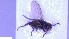  ( - NHMO-ENT-47203)  @11 [ ] by-nc-sa (2023) Unspecified University of Oslo, Natural History Museum