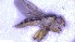  ( - NHMO-ENT-51006)  @11 [ ] by-nc-sa (2023) Unspecified University of Oslo, Natural History Museum