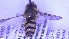  ( - NHMO-ENT-96935)  @11 [ ] by-nc-sa (2023) Unspecified University of Oslo, Natural History Museum