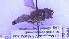  ( - NHMO-ENT-96935)  @11 [ ] by-nc-sa (2023) Unspecified University of Oslo, Natural History Museum