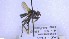  ( - NHMO-ENT-252957)  @11 [ ] by-nc-sa (2023) Unspecified University of Oslo, Natural History Museum