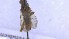 ( - NHMO-ENT-443084)  @11 [ ] by-nc-sa (2023) Unspecified University of Oslo, Natural History Museum