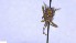  ( - NHMO-ENT-443084)  @11 [ ] by-nc-sa (2023) Unspecified University of Oslo, Natural History Museum