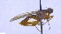  ( - NHMO-ENT-443084)  @11 [ ] by-nc-sa (2023) Unspecified University of Oslo, Natural History Museum