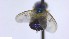  ( - NHMO-ENT-51251)  @11 [ ] by-nc-sa (2023) Unspecified University of Oslo, Natural History Museum