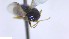  ( - NHMO-ENT-292901)  @11 [ ] by-nc-sa (2023) Unspecified University of Oslo, Natural History Museum