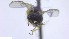  ( - NHMO-ENT-292902)  @11 [ ] by-nc-sa (2023) Unspecified University of Oslo, Natural History Museum