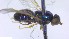 ( - NHMO-ENT-292902)  @11 [ ] by-nc-sa (2023) Unspecified University of Oslo, Natural History Museum