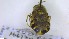  ( - NHMO-ENT-88604)  @11 [ ] by-nc-sa (2023) Unspecified University of Oslo, Natural History Museum