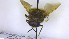  ( - NHMO-ENT-73114)  @11 [ ] by-nc-sa (2023) Unspecified University of Oslo, Natural History Museum