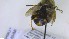  ( - NHMO-ENT-73115)  @11 [ ] by-nc-sa (2023) Unspecified University of Oslo, Natural History Museum