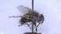  (Chetogena obliquata - NHMO-ENT-96851)  @11 [ ] by-nc-sa (2023) Unspecified University of Oslo, Natural History Museum