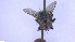  ( - NHMO-ENT-96852)  @11 [ ] by-nc-sa (2023) Unspecified University of Oslo, Natural History Museum