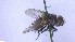  ( - NHMO-ENT-96852)  @11 [ ] by-nc-sa (2023) Unspecified University of Oslo, Natural History Museum