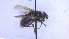  ( - NHMO-ENT-27609)  @11 [ ] by-nc-sa (2023) Unspecified University of Oslo, Natural History Museum