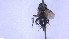  ( - NHMO-ENT-96821)  @11 [ ] by-nc-sa (2023) Unspecified University of Oslo, Natural History Museum