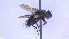  ( - NHMO-ENT-96821)  @11 [ ] by-nc-sa (2023) Unspecified University of Oslo, Natural History Museum