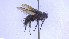  ( - NHMO-ENT-96822)  @11 [ ] by-nc-sa (2023) Unspecified University of Oslo, Natural History Museum