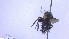  ( - NHMO-ENT-96823)  @11 [ ] by-nc-sa (2023) Unspecified University of Oslo, Natural History Museum