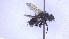  ( - NHMO-ENT-96823)  @11 [ ] by-nc-sa (2023) Unspecified University of Oslo, Natural History Museum