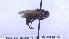  ( - NHMO-ENT-79592)  @11 [ ] by-nc-sa (2023) Unspecified University of Oslo, Natural History Museum
