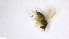  ( - NHMO-ENT-97969)  @11 [ ] by-nc-sa (2023) Unspecified University of Oslo, Natural History Museum