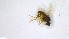  ( - NHMO-ENT-254242)  @11 [ ] by-nc-sa (2023) Unspecified University of Oslo, Natural History Museum