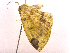  (Elapata - ONBTA-01-H09)  @11 [ ] CreativeCommons - Attribution (2026) CBG Photography Group Centre for Biodiversity Genomics