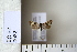  ( - CCDB-11131-G10)  @12 [ ] Copyright  B. Zlatkov 2011 Unspecified