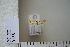  (Aethes mauritanica - CCDB-11132-D05)  @13 [ ] Copyright  B. Zlatkov 2011 Unspecified
