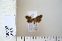  ( - CCDB-11132-F10)  @12 [ ] Copyright  B. Zlatkov 2011 Unspecified