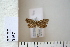  ( - CCDB-11132-F12)  @12 [ ] Copyright  B. Zlatkov 2011 Unspecified