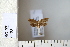  ( - CCDB-11132-H04)  @12 [ ] Copyright  B. Zlatkov 2011 Unspecified