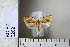  ( - CCDB-11133-A12)  @12 [ ] Copyright  B. Zlatkov 2011 Unspecified