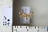  (Clepsis burgasiensis - CCDB-11133-B04)  @13 [ ] Copyright  B. Zlatkov 2011 Unspecified