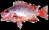  (Lutjanus timoriensis - F24)  @13 [ ] Unspecified (default): All Rights Reserved  Simon G. Alcantara Unspecified