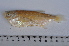  (Triportheus trifurcatus - LBPN-19233)  @14 [ ] Unspecified (default): All Rights Reserved  Unspecified Unspecified