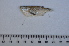  (Triportheus rotundatus - LBPN-45314)  @14 [ ] Unspecified (default): All Rights Reserved  Unspecified Unspecified