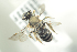  ( - BULAPI118)  @12 [ ] CreativeCommons - Attribution Non-Commercial Share-Alike (2017) Arnstein Staverlokk Norwegian Institute of Nature Research