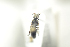  ( - BULAPI121)  @13 [ ] CreativeCommons - Attribution Non-Commercial Share-Alike (2017) Arnstein Staverlokk Norwegian Institute of Nature Research
